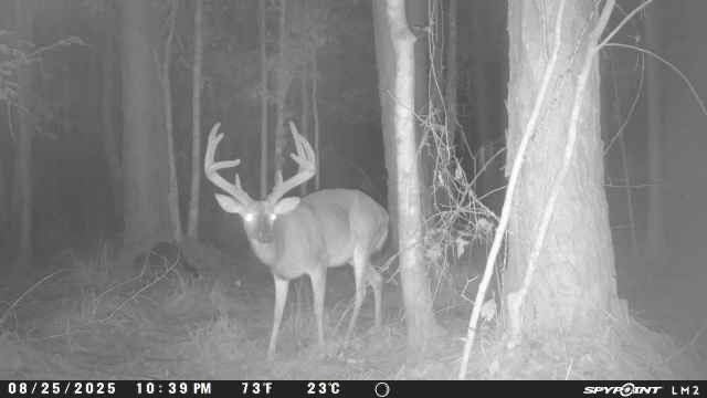 Trail Cam Monster